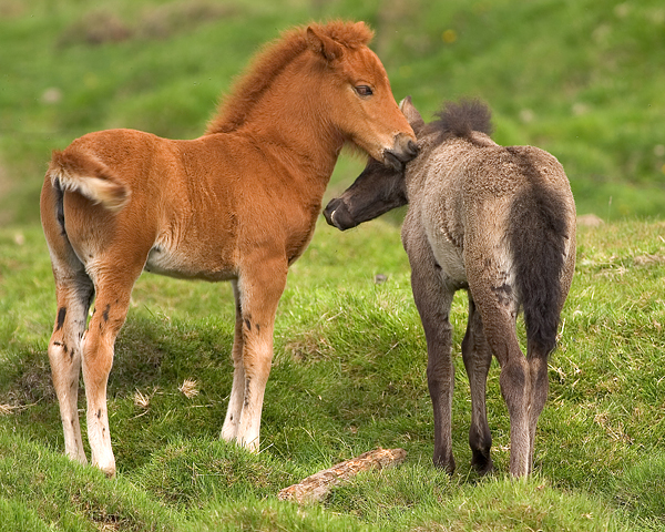 Young Icelandic Horses